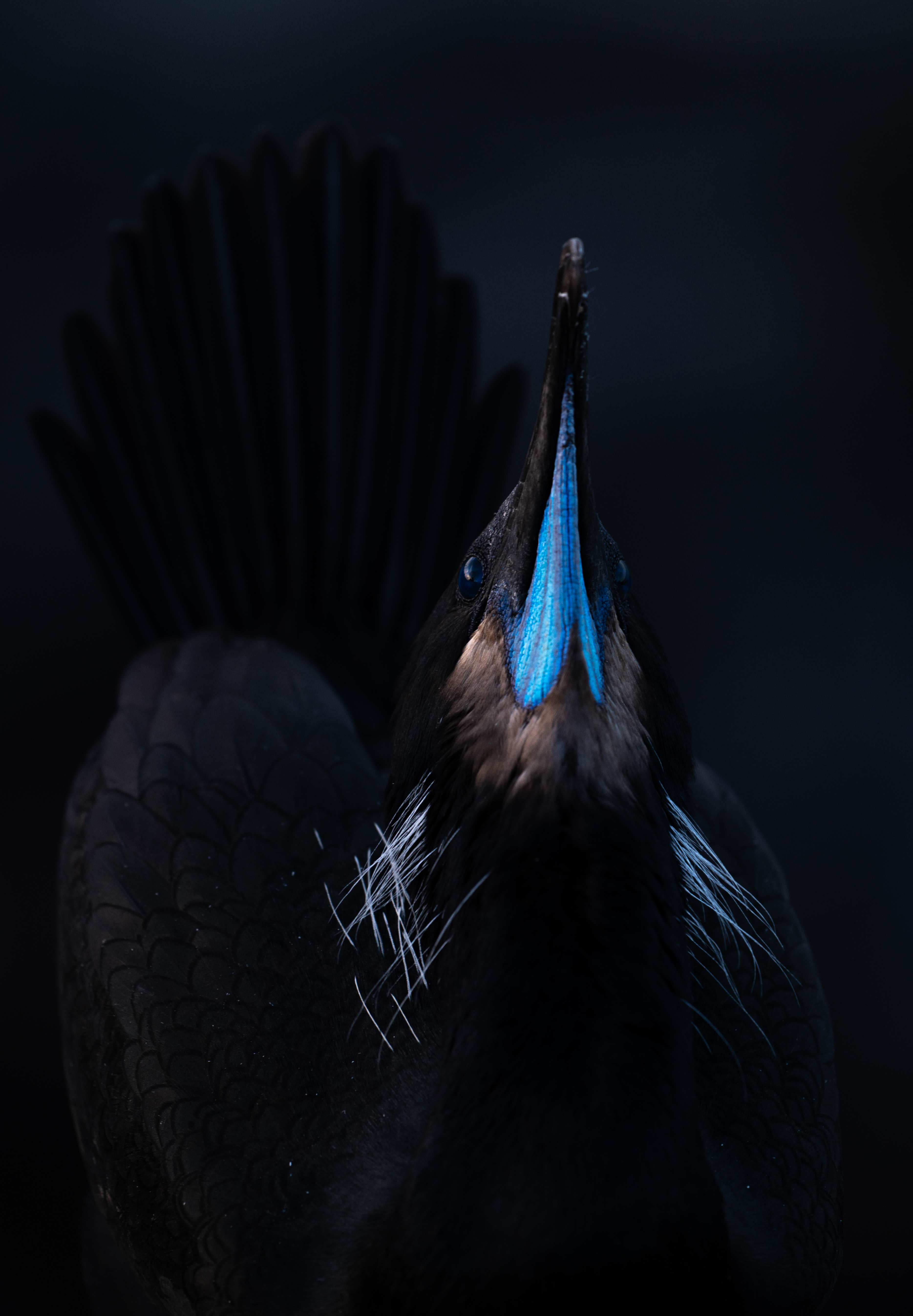 Brandt's cormorant